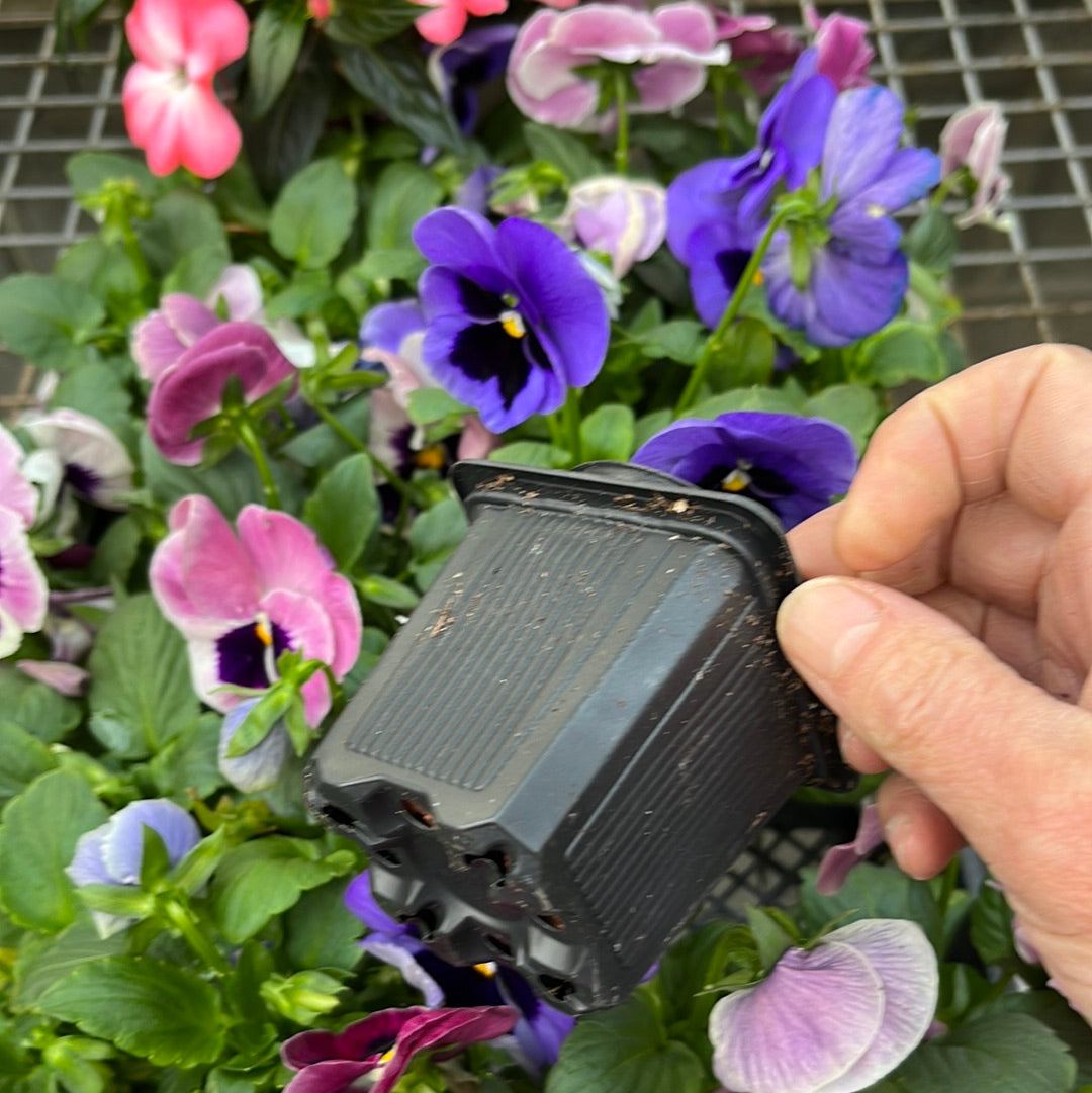 Assorted Pot & Pack, Annual flower and vines