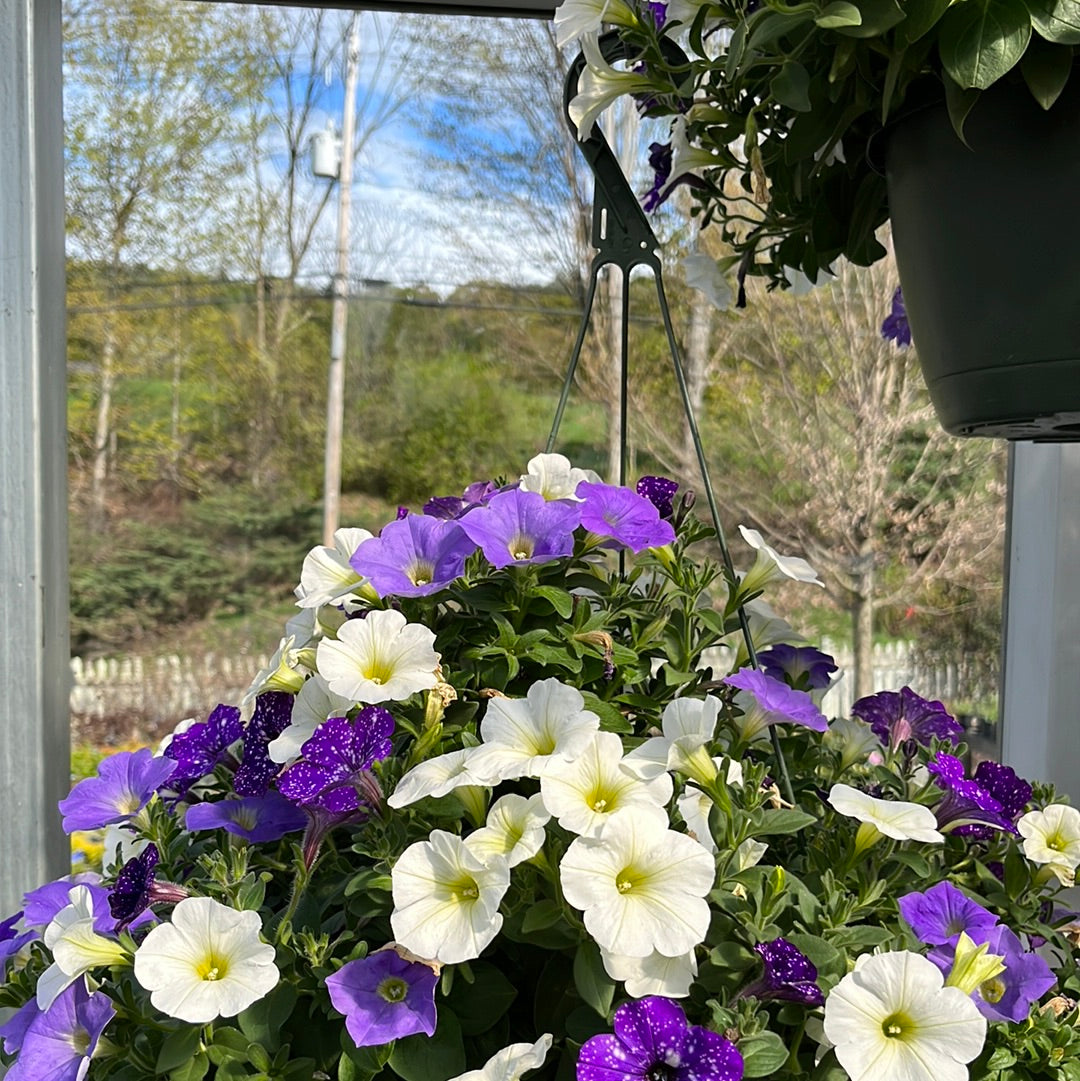 Assorted Hanging Basket