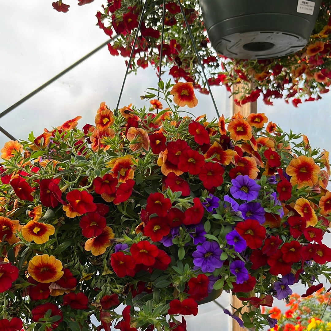 Assorted Hanging Basket