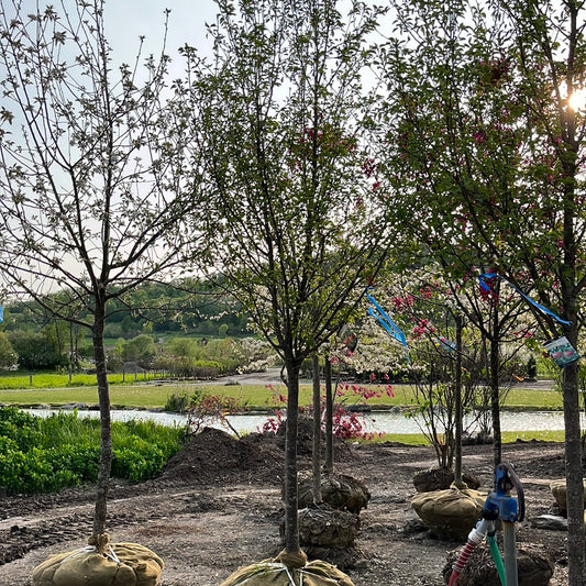 Luscious Pear | Pyrus communis