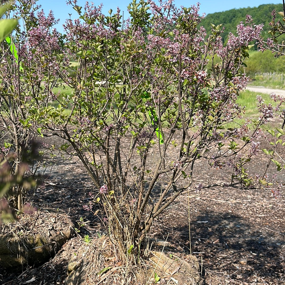 Palibin Dwarf Korean Lilac | Syringa meyeri