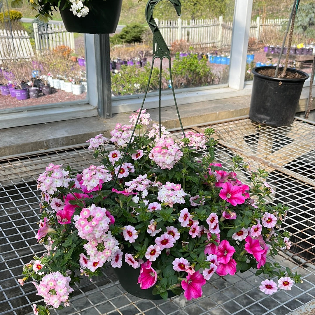 Assorted Hanging Basket