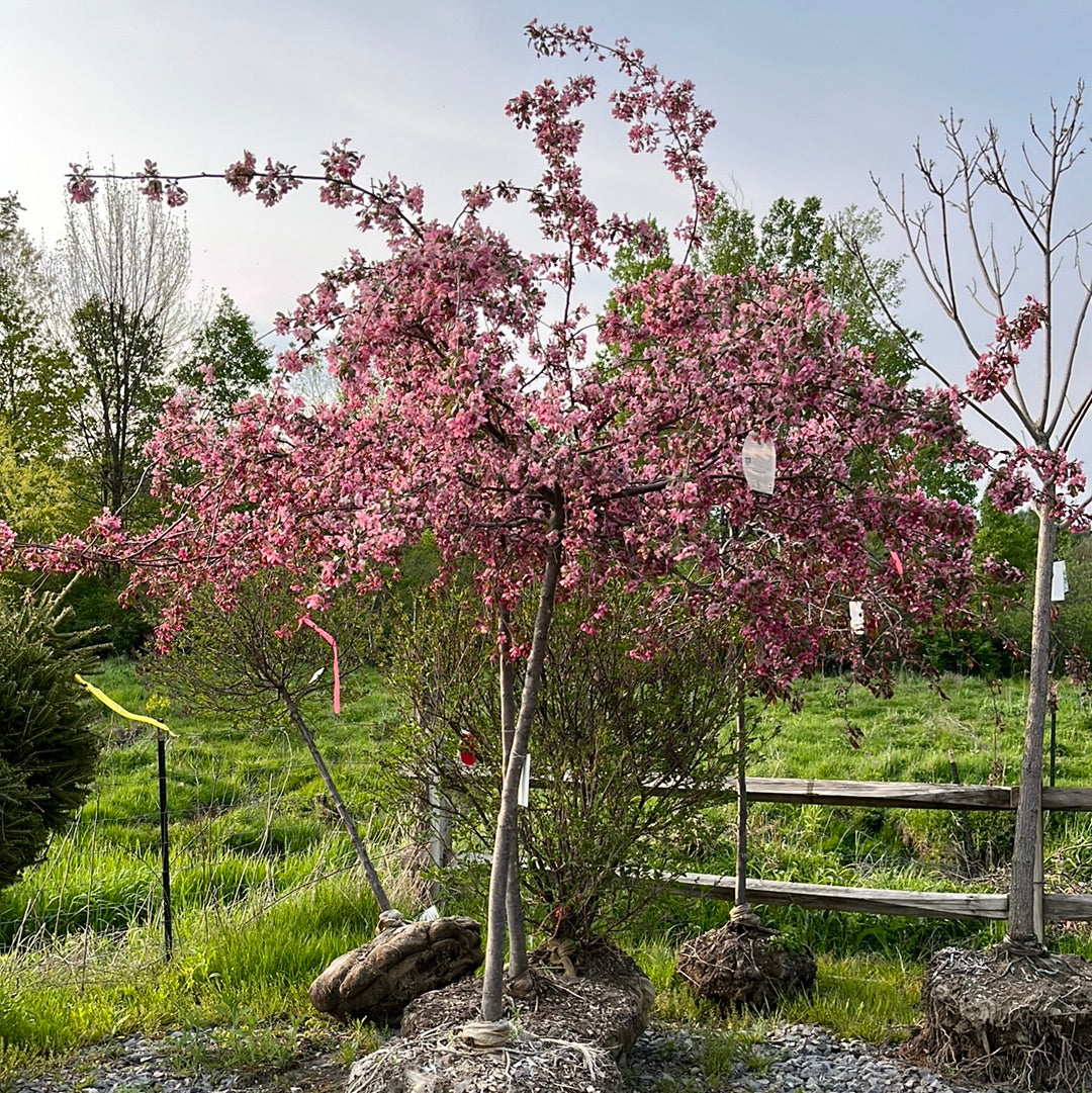 Ruby Tears Weeping Crabapple | Malus 'Bailears'