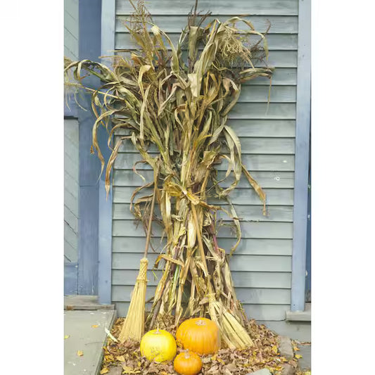 Corn Stalk Bundle