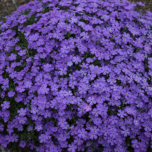 Mountainside® 'Crater Lake' Hybrid Spring Phlox | Phlox hybrid 'Crater Lake'