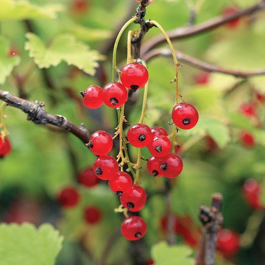 'Red Lake' Currant | Ribes 'Red Lake'