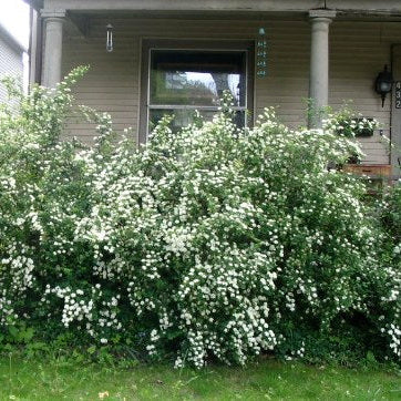 Renaissance Bridalwreath Spirea | Spiraea x vanhouttei