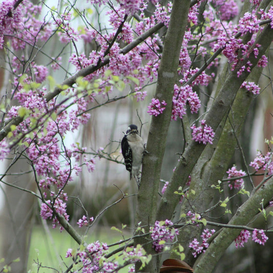 MN Strain Redbud | Cercis canadensis