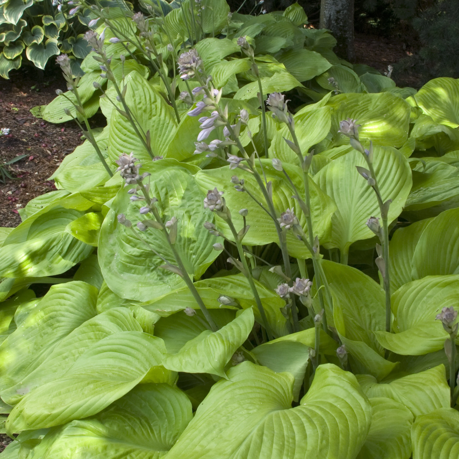 Sum And Substance Hosta | Hosta