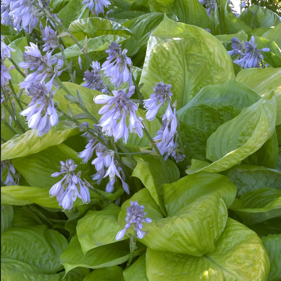 Sum And Substance Hosta | Hosta