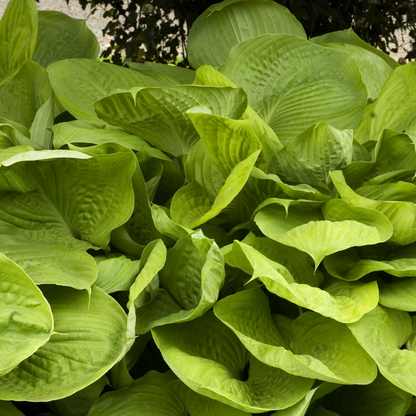 Sum And Substance Hosta | Hosta