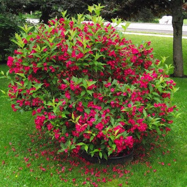 Red Prince Weigela | Weigela florida