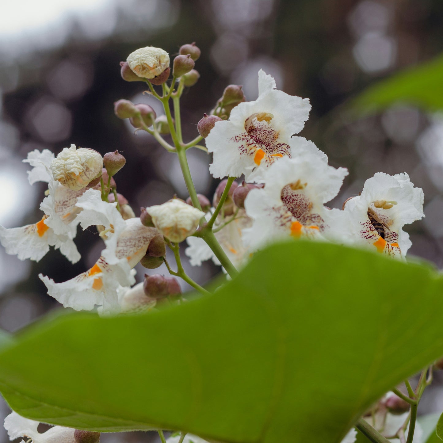 Northern Catalpa | Catalpa speciosa