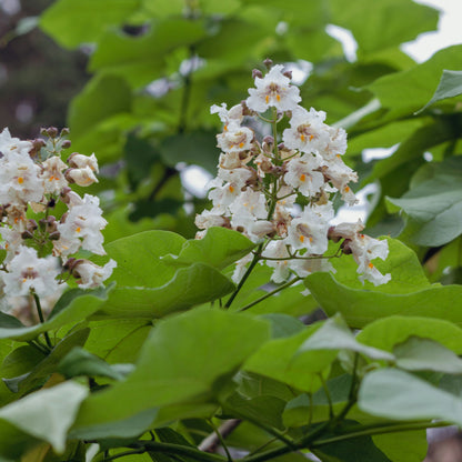 Northern Catalpa | Catalpa speciosa