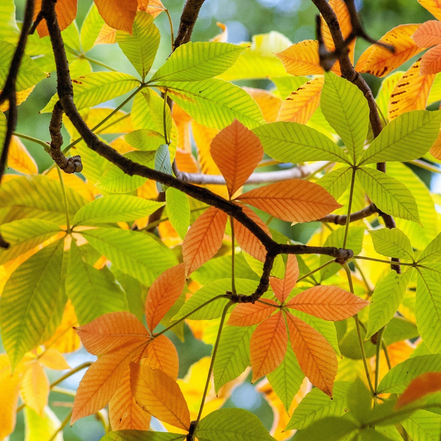 American Chestnut (Chinese Hybrid) | Castanea dentata x mollissima 'Dunstan'