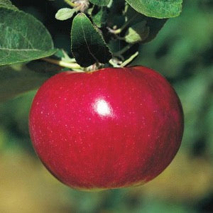 McIntosh Apple | Malus