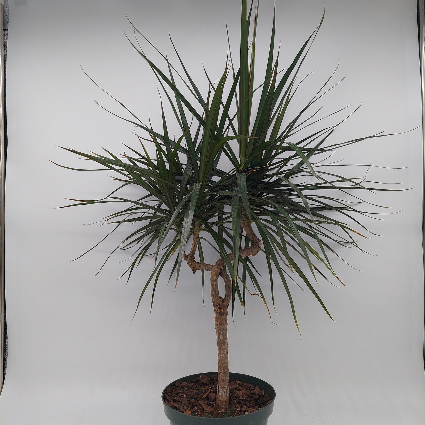 Dracaena Marginata Candelabra