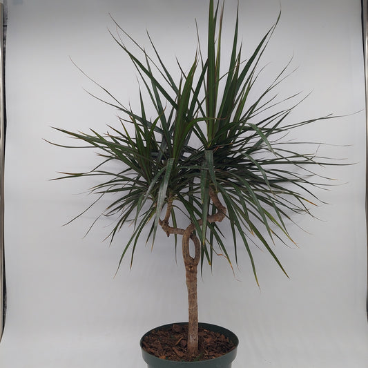 Dragon Tree Candelabra | Dracaena marginata (Candelabra form)