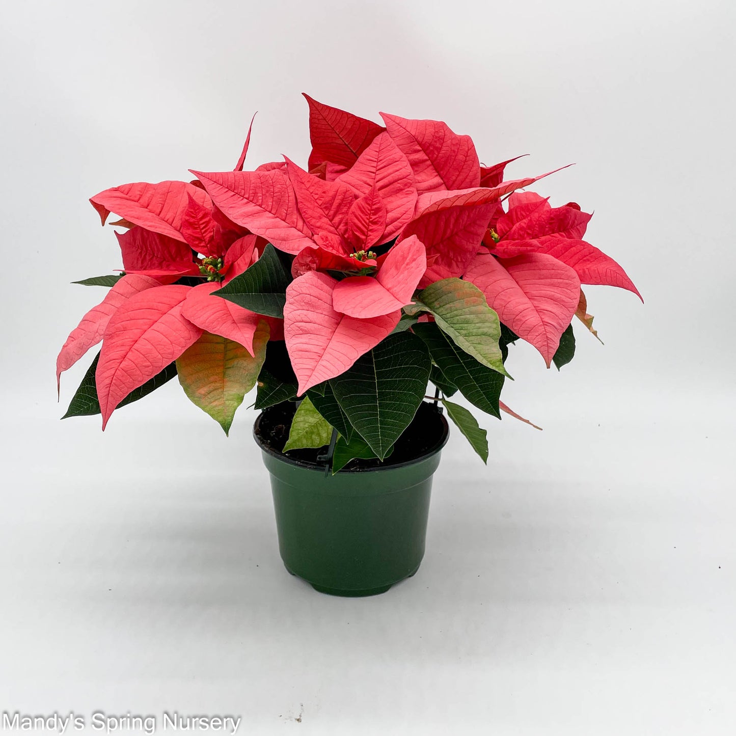 Poinsettia - Live Plant