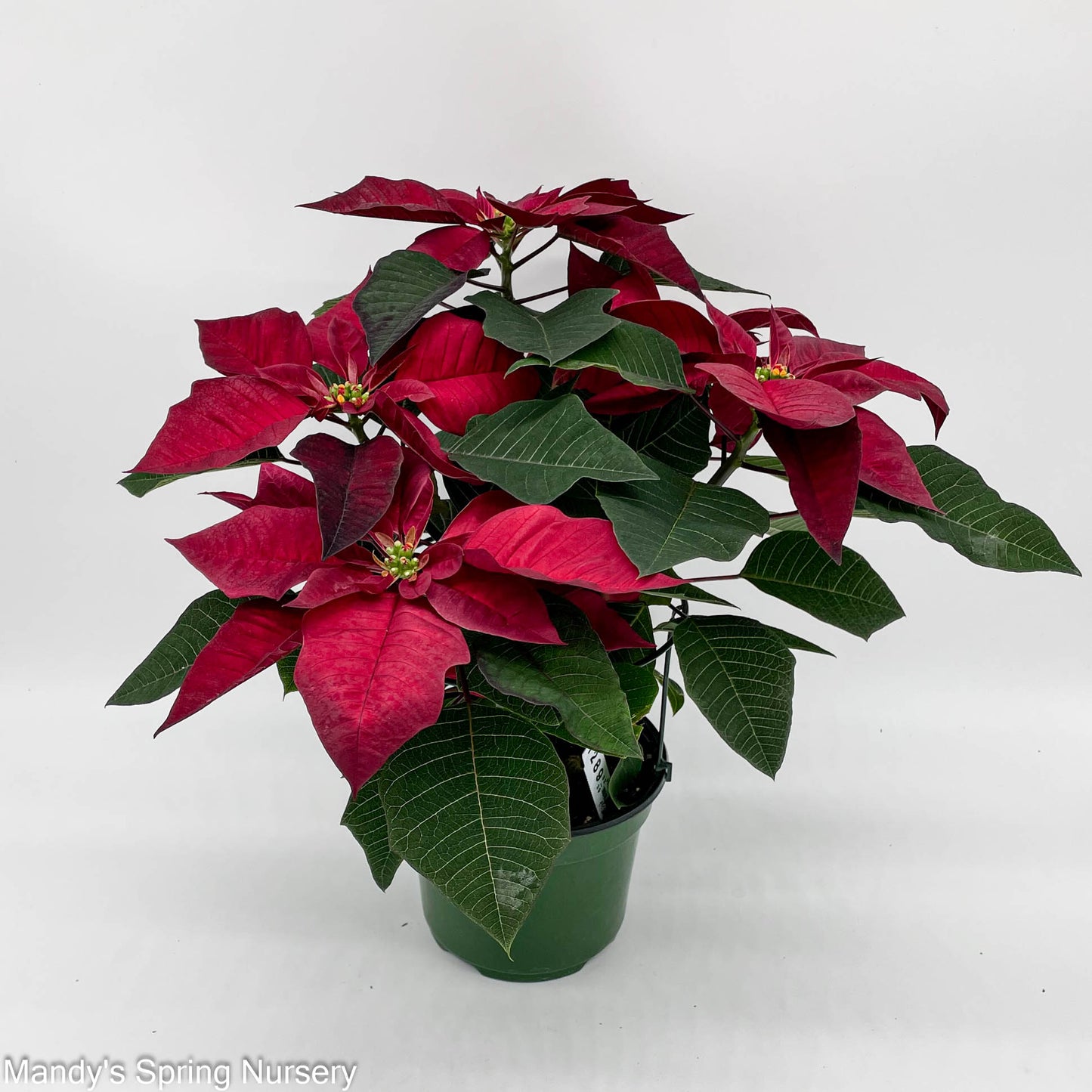 Poinsettia - Live Plant