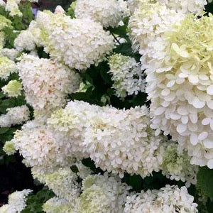 Grandiflora Hydrangea Tree | Hydrangea paniculata 'Grandiflora' Peegee