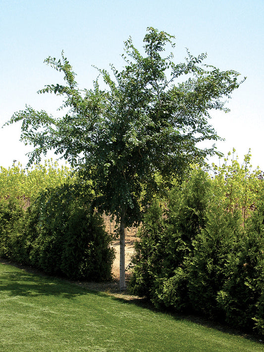 Accolade Elm | Ulmus 'Morton'