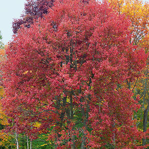 Red Maple | Acer rubrum