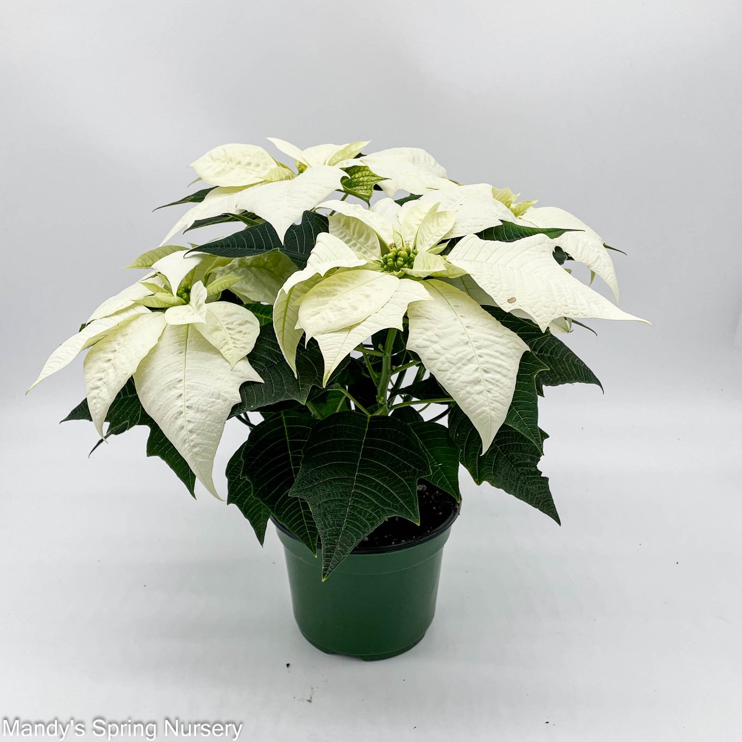 Poinsettia - Live Plant