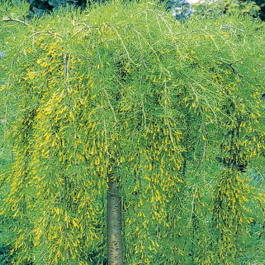 Walker Weeping Peashrub Tree Std. | Caragana arborescens