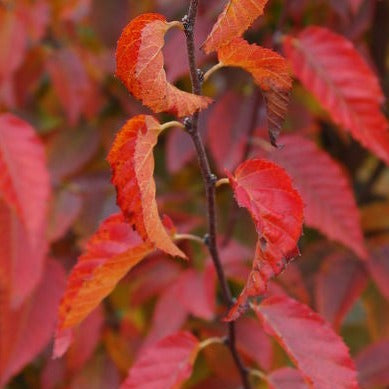 Firespire Musclewood | Carpinus caroliniana 'J.N. Upright'