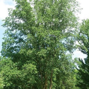 Cathedral Elm | Ulmus 'Cathedral'