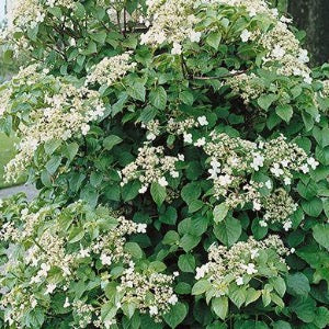 Climbing Hydrangea | Hydrangea anomala subsp. petiolaris