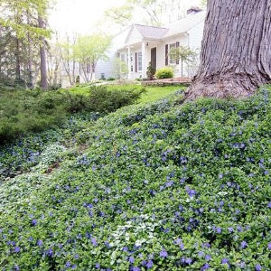 Common Periwinkle | Vinca minor