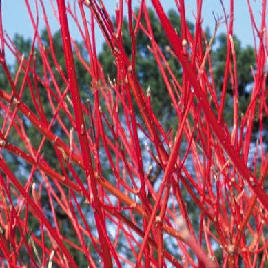 Cardinal Red twig Osier Dogwood | Cornus sericea