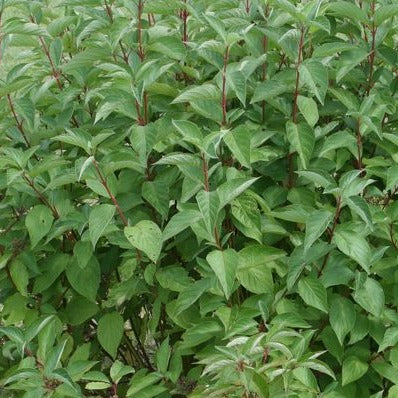 Arctic Fire Red Dogwood | Cornus stolonifera