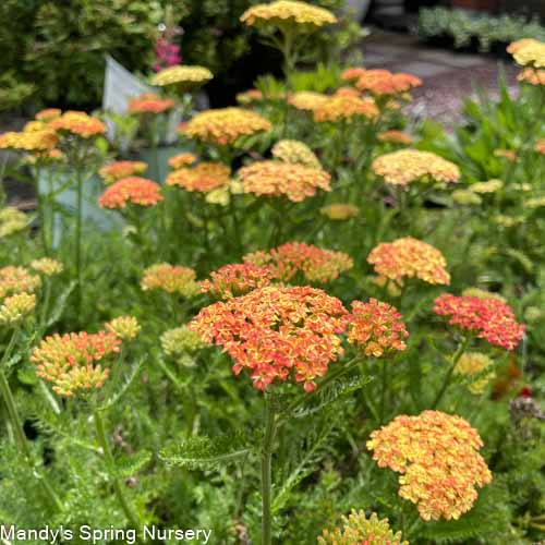 'Desert Eve™ Terracotta' Yarrow | Achillea millefolium Monrovia