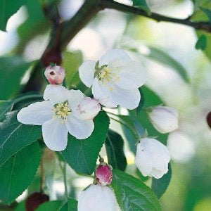 Donald Wyman Crabapple | Malus 'Donald Wyman'