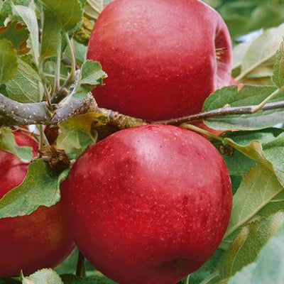 Empire Apple | Malus