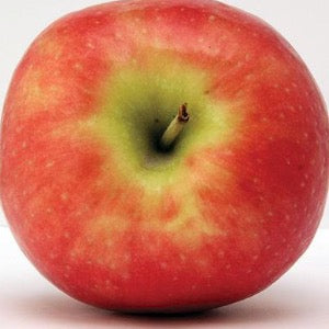 Freedom Apple | Malus 'Freedom'