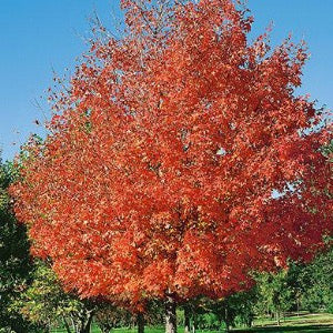 Green Mountain Sugar Maple | Acer saccharum 'Green Mountain'