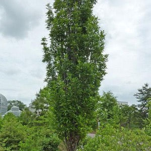 Green Pillar Pin Oak | Quercus palustris 'Pringreen'