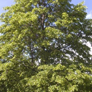 Greenspire Linden | Tilia cordata 'Greenspire'