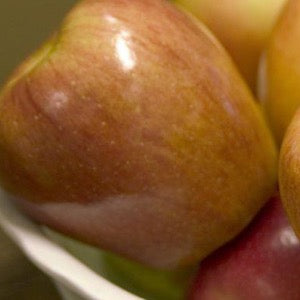 Honeycrisp Apple | Malus