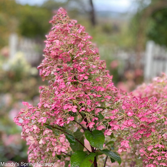 Bobo Hydrangea | Hydrangea paniculata