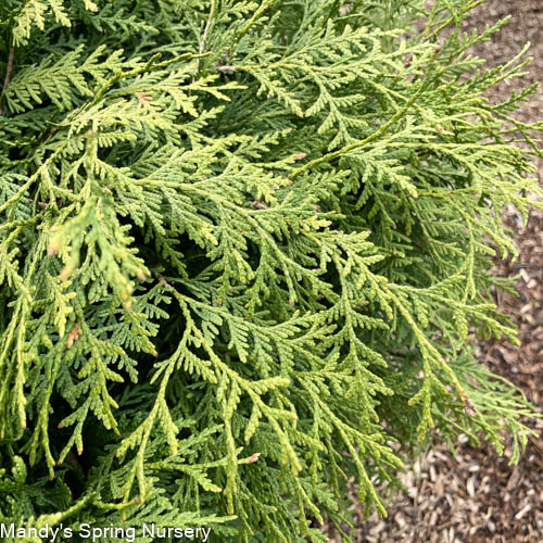 Woodward Globe Arborvitae | Thuja occidentalis