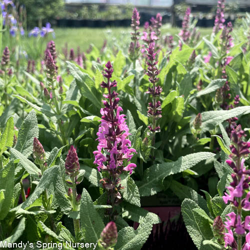 Apex Pink Meadow Sage | Salvia nemorosa