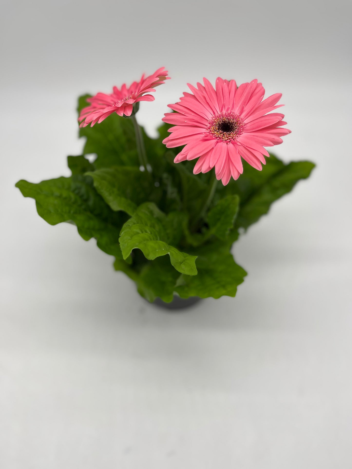 Gerbera Daisy