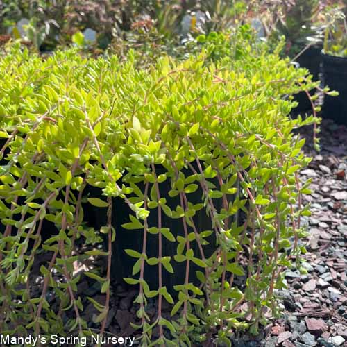 Gold Moss Stonecrop | Sedum Sarmentosum