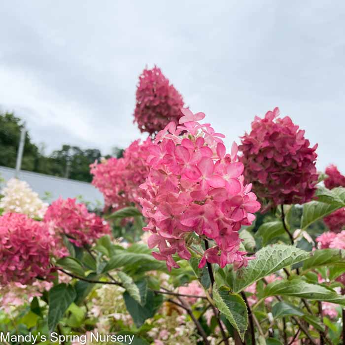 Berry White Hydrangea | Hydrangea paniculata