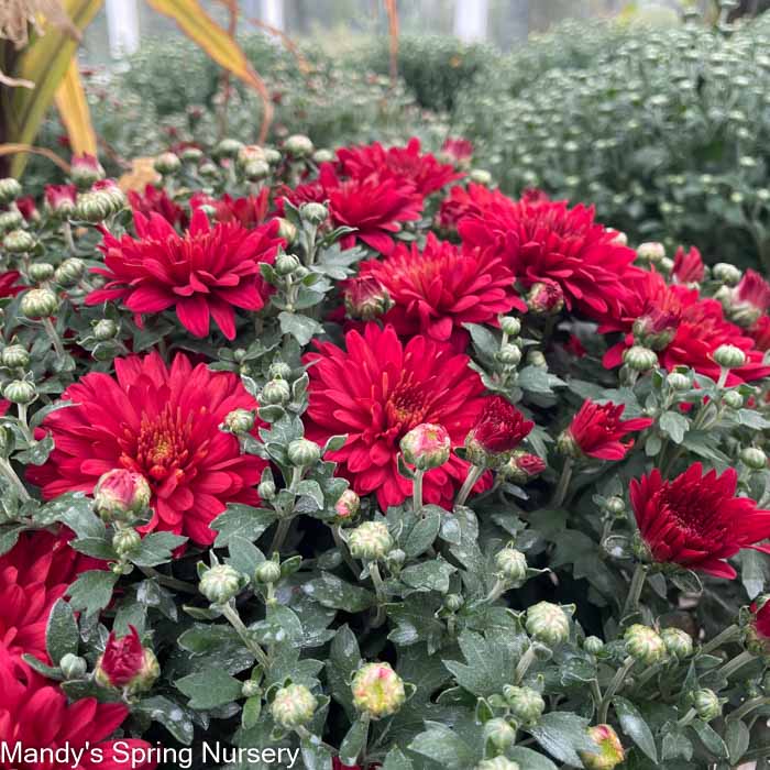 Fall Mums & Kale Assorted